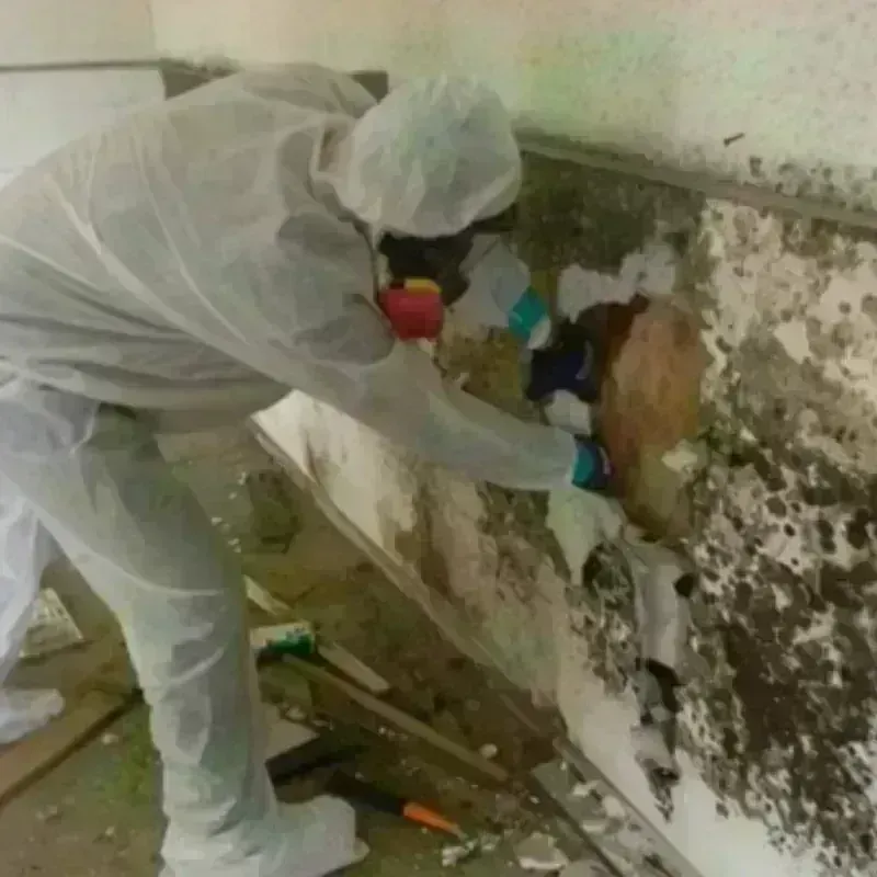 Mold Remediation and Removal in Mariners Harbor, NY